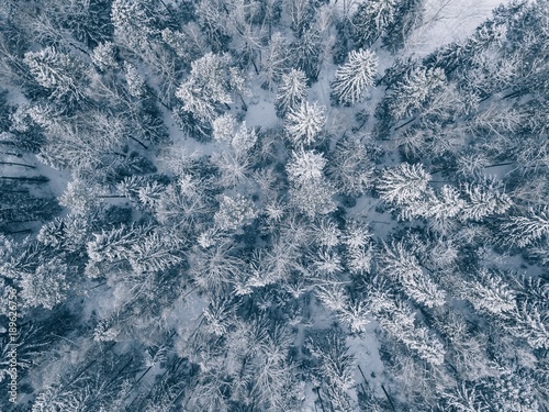 aerial view of winter forest covered in snow and frost.
