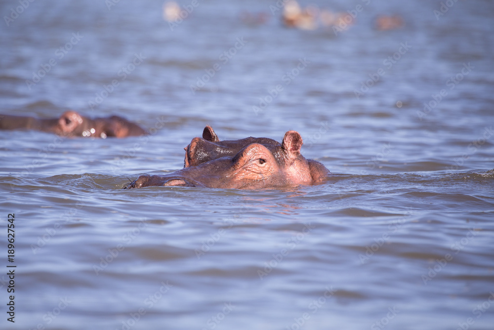 Hippos in naivasha lake in kenya Africa Hippos in naivasha lake in kenya Africa