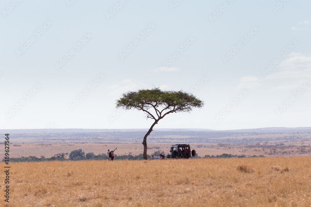 Masai Mara, Kenya - September 7, 2016: Tourists on a jeep safari s near an acacia Masai Mara, Kenya - September 7, 2016: Tourists on a jeep safari s near an acacia