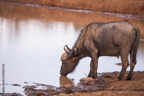 buffalos in Aberdare National Park in Kenya Africa