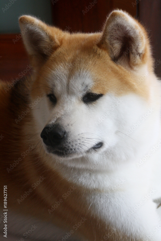 Akita inu dog portrait.