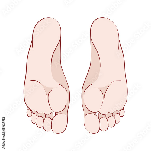 The sole of human foot, realistic anatomical linear and color pattern.Graphic line. Vector. Isolated on white background