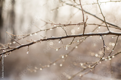 Frozen water droplets on a tree branch
