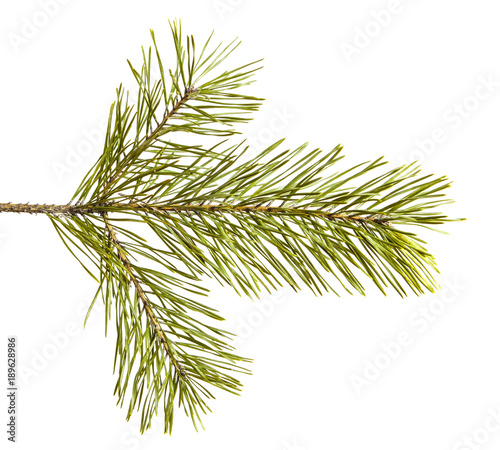 pine branch isolated on white background