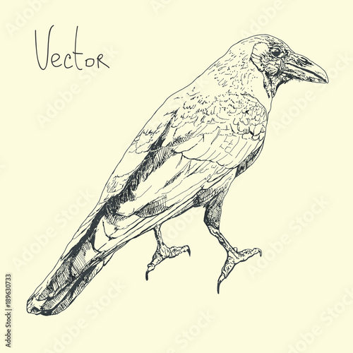 Hand draw illustration with raven in vector.
