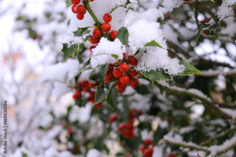 Closeup of holly beautiful red berries and sharp leaves on a tree in cold winter weather.Blurred background. Closeup of holly beautiful red berries and sharp leaves on a tree in cold winter weather.Blurred background.
