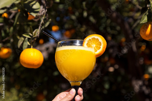 Fresh oranges garden farm. A glass of freshly squeezed orange juice.