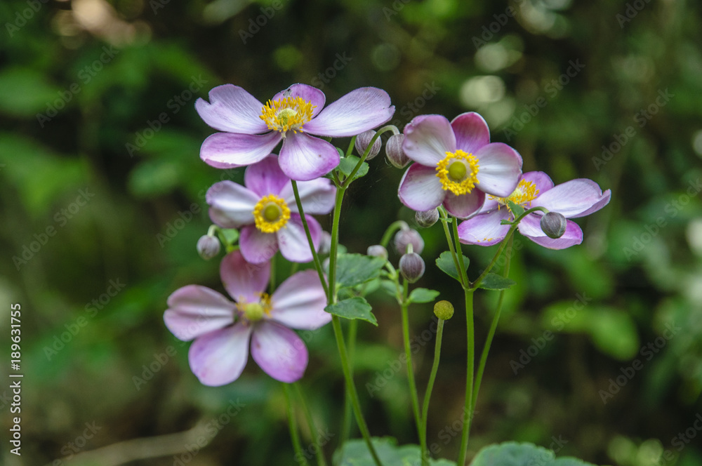 Wild flowers closeup