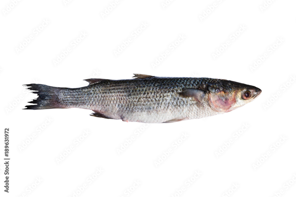 Whole fresh grey mullet on white background Whole fresh grey mullet on white background