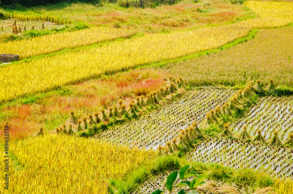 Colorful rice fields scenery
