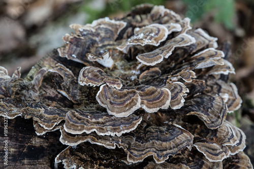 Pilze auf Waldboden