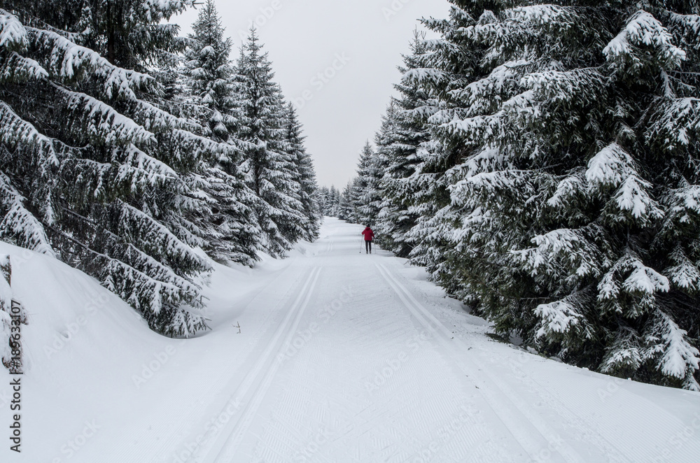 Obraz premium Winter forest with loipe for cross-country skiing.