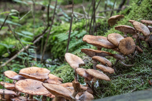 Pilze im Wald auf Totholz