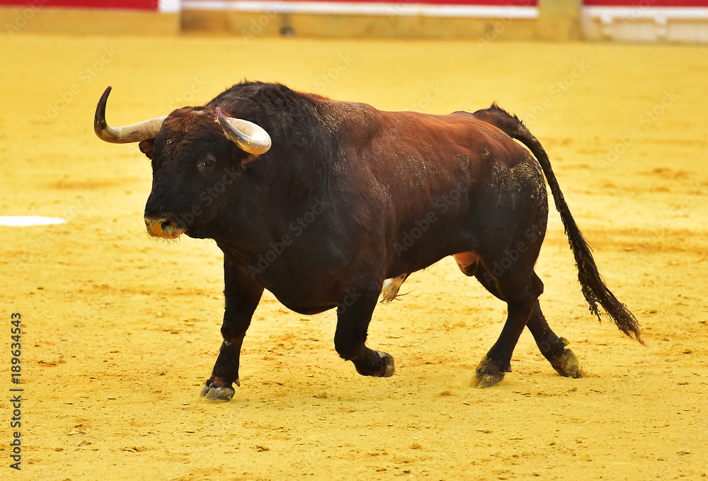 toro en españa