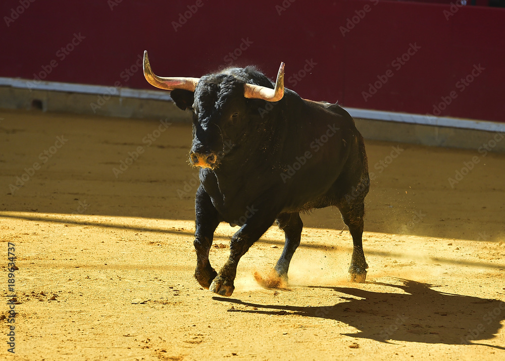 toro en españa