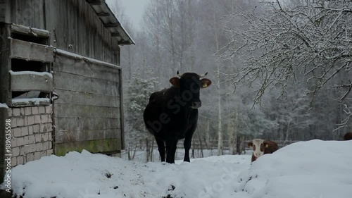 cow under snow1 photo