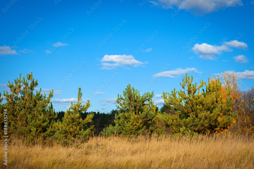 Fototapeta premium On the edge of the forest