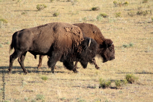 Buffaloes in the prairie, Custer State Park, South Dakota.
