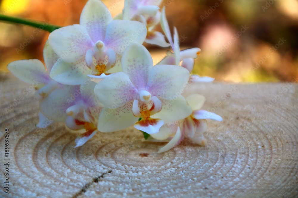 Fototapeta premium orchidee blüten auf holz