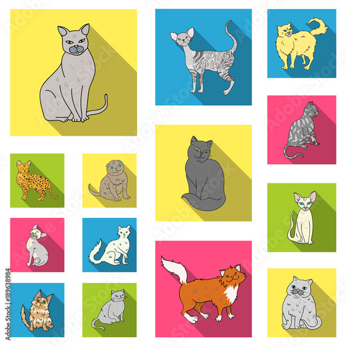 Breeds of cats flat icons in set collection for design. Pet cat vector symbol stock web illustration.