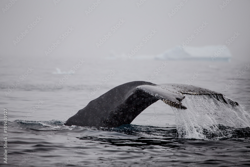 Fototapeta premium Humpback whale diving, Cierva Cove, Antarctic Peninsula. 