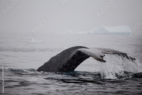 Humpback whale diving, Cierva Cove, Antarctic Peninsula.  © robert