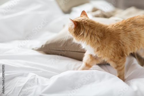 red tabby cat at home in bed