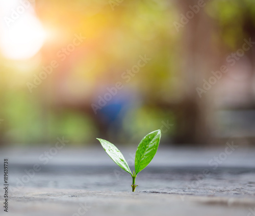 Young plant growing in the morning light with green nature bokeh background . New life growth ecology business financial concept.