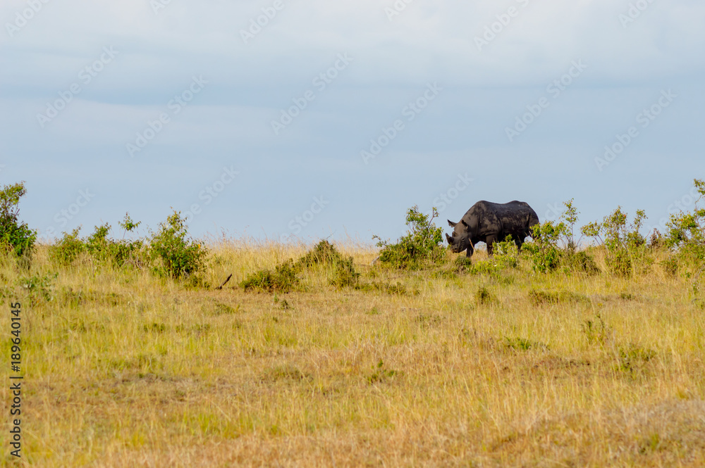 Lonely Rhinoceros grazing in the savannah of Maasai Mara Park in northern Kenya