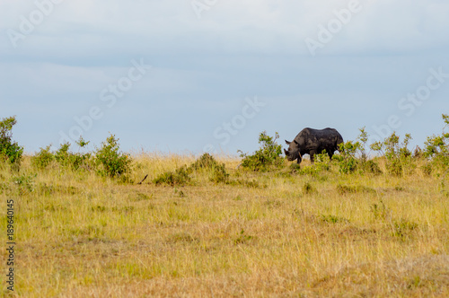 Lonely Rhinoceros grazing in the savannah of Maasai Mara Park in northern Kenya © Demande Philippe