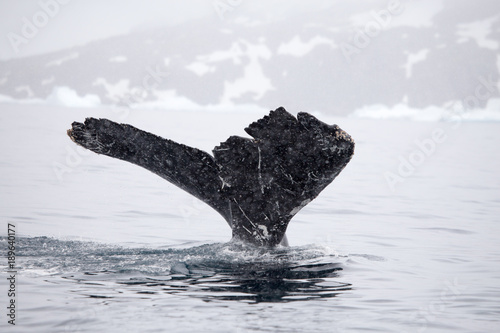 Cuadro en lienzo Humpback whale diving, Cierva Cove, Antarctic Peninsula.