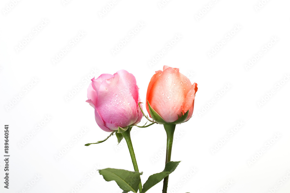 Pink and Orange rose on white background Pink and Orange rose on white background