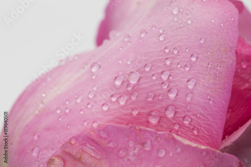 Close up water drop on pink rose