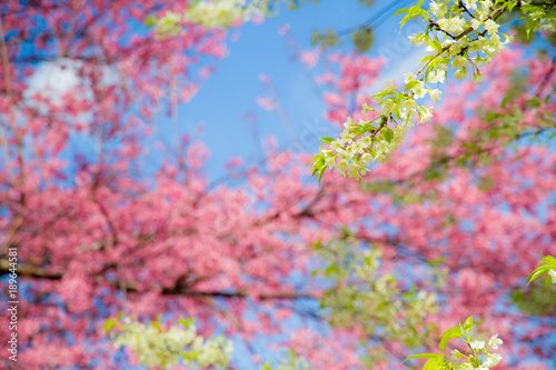 Wallpaper Mural Wild Himalayan Cherry ( Prunus cerasoides ) ( Sakura in Thailand ) Torontodigital.ca