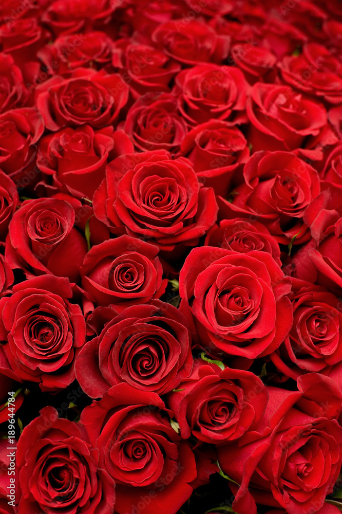 lots of roses background lots of roses background