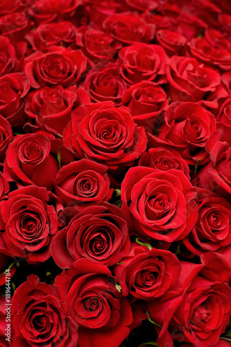lots of roses background