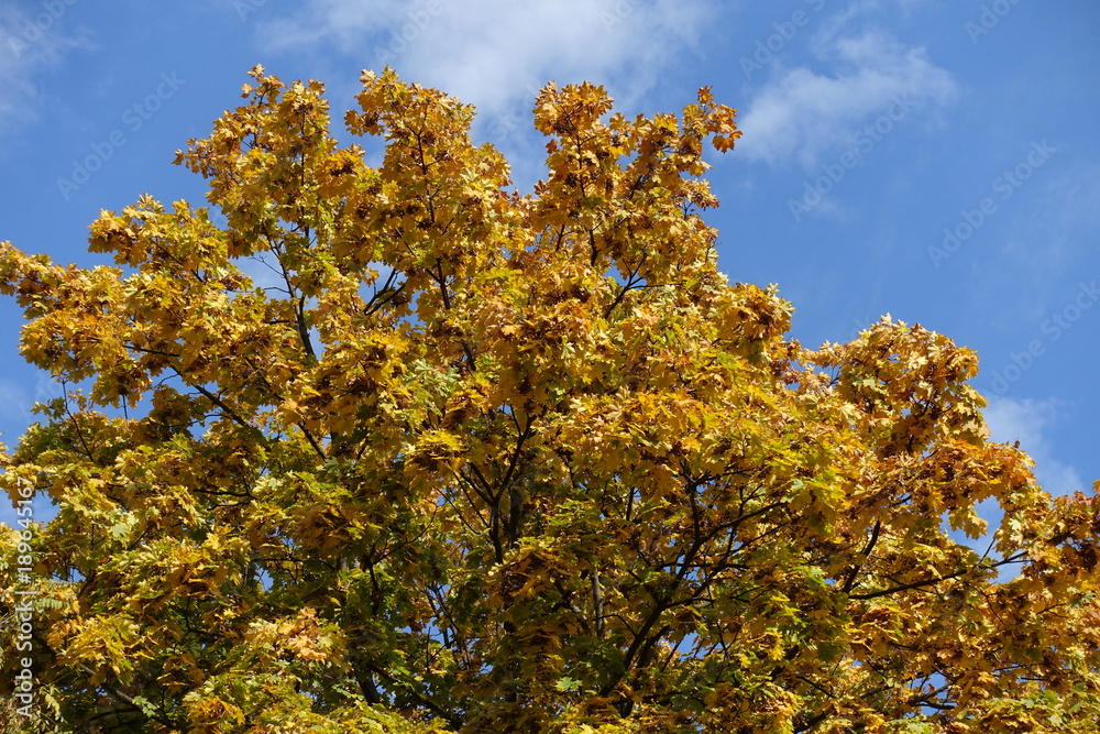 Crown of maple against blue sky in autumn