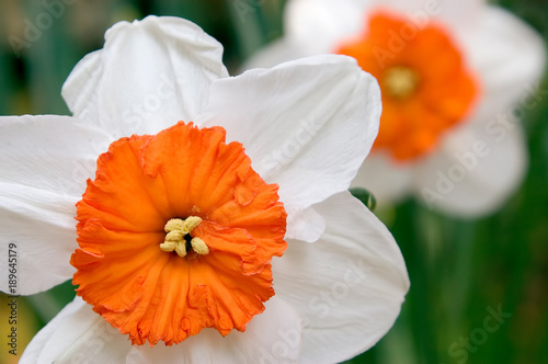 Fotografi Professor Einstein Daffodil