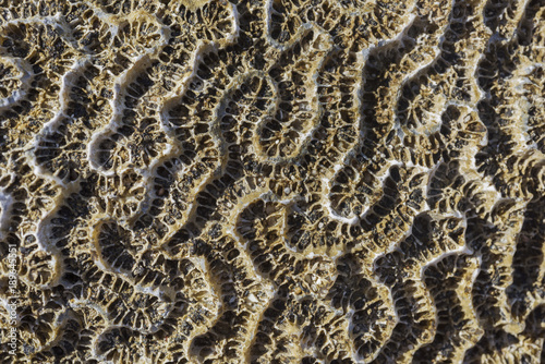 Coral fossil texture background