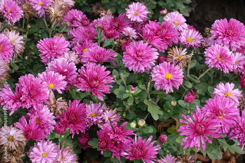 Chrysanthemum flowers in various shades of pink