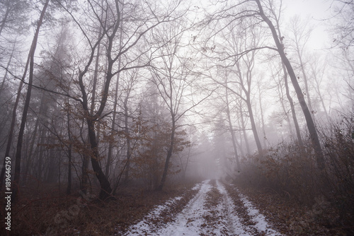 Foggy path with trees in the deep forest in Pannonhalma, Hungary