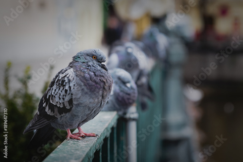 Wilde Tiere in der Stadt
