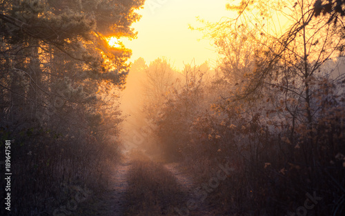 Foggy and frosty winter forest with foot path at sunset time. Illak forest, near Pannonhalma in Hungary