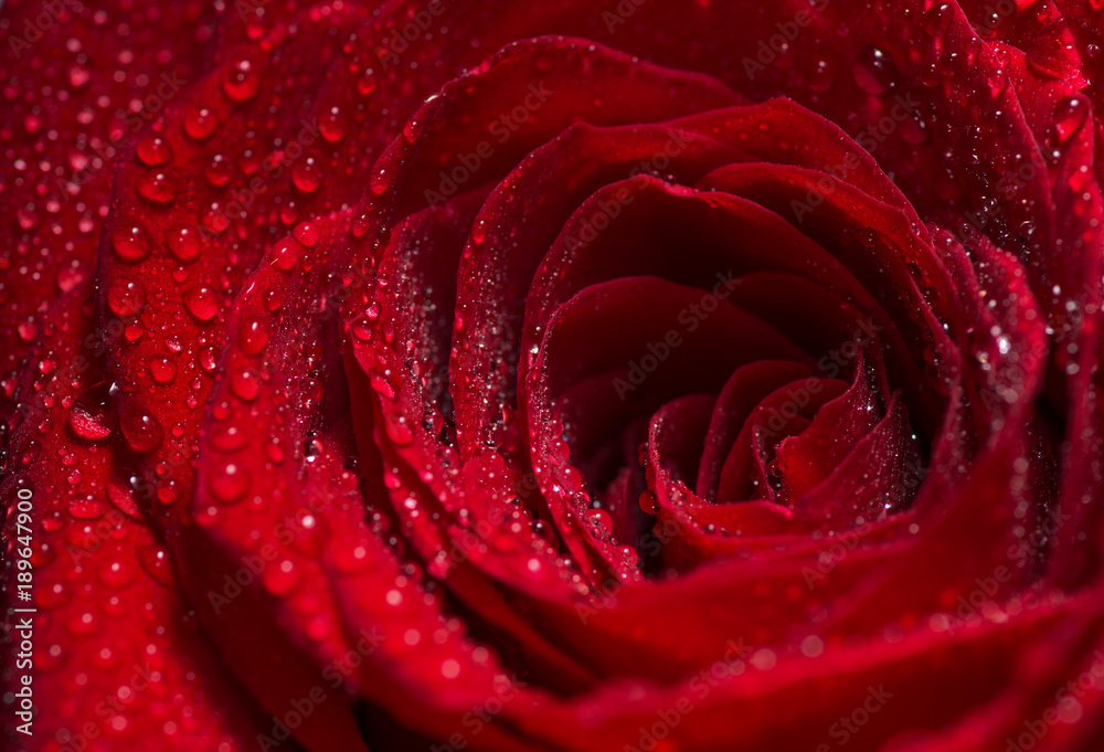 Fototapeta premium Red Rose Flower closeup