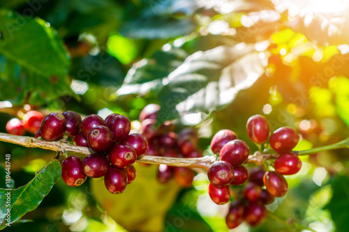 100% Organic Arabica Coffee Beans On Tree In CHIANG RAI, North of Thailand.