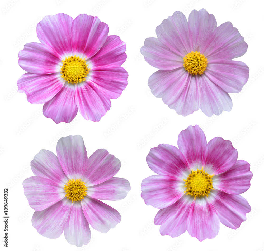 cosmos flowers isolated on white background cosmos flowers isolated on white background