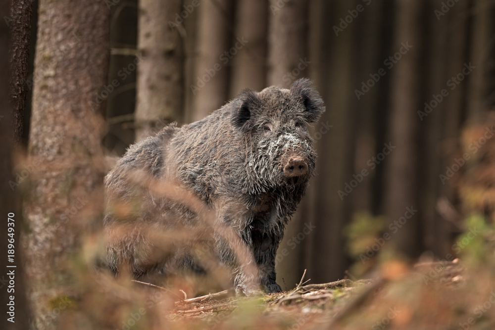 Fototapeta premium wild boar, sus scrofa, Czech republic