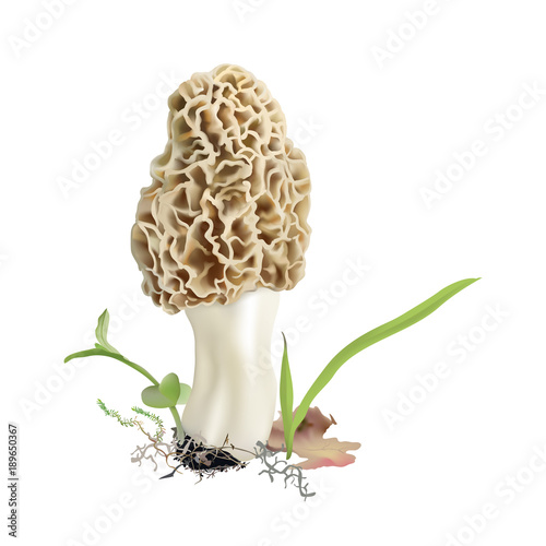 Morel mushroom in natural environment.  Morchella esculenta. Realistic vector illustration on white background.

