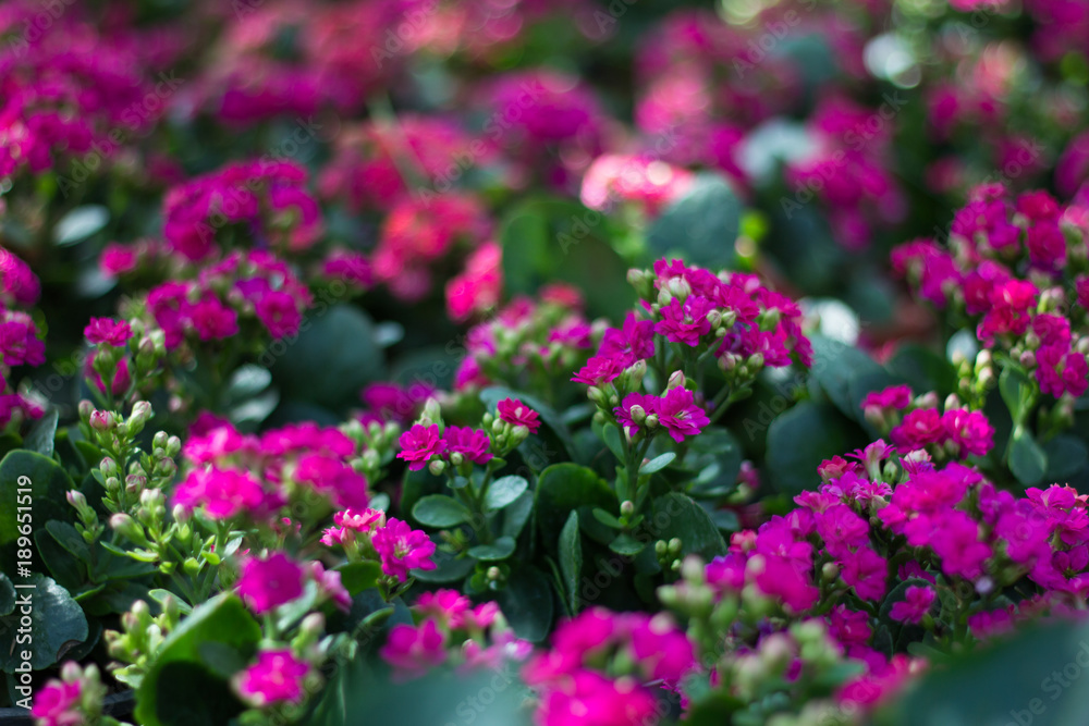 violet flowerbed wallpaper violet flowerbed wallpaper
