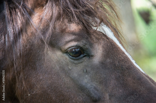 braunes Pferd im Portrait